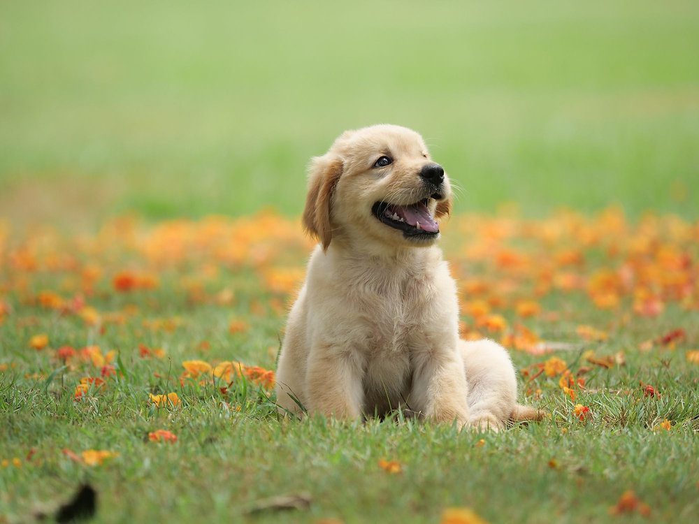 7 Stages of Puppy Development
