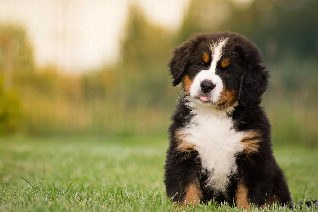 7 Stages of Puppy Development