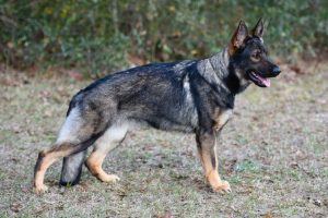 Sable German Shepherd - Dog Breed Facts and History