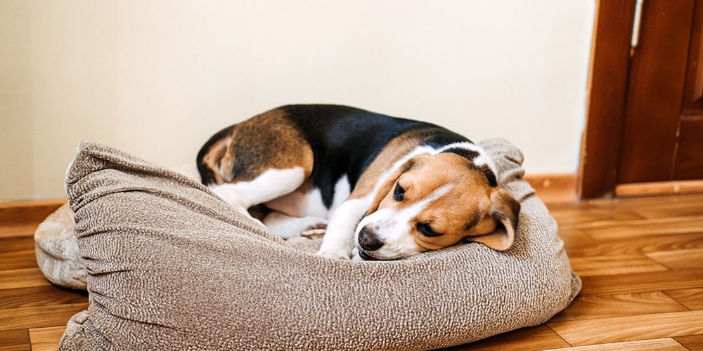 How To Treat Parvo At Home: Vet-Approved Supportive Care Guide (2026) how to treat parvo at home