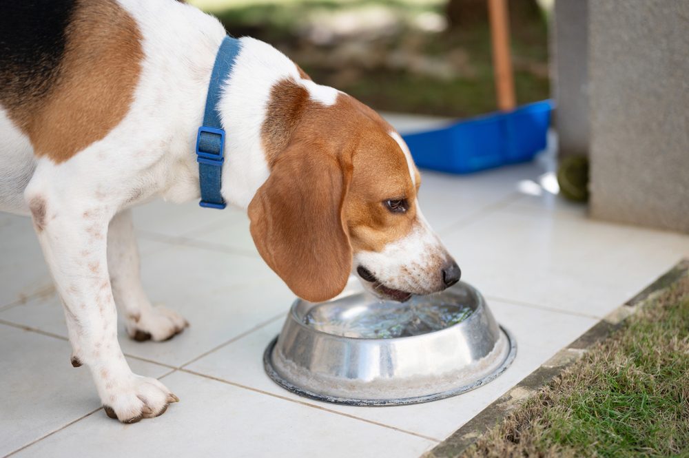 How to Boost Your Nursing Dog's Milk Supply