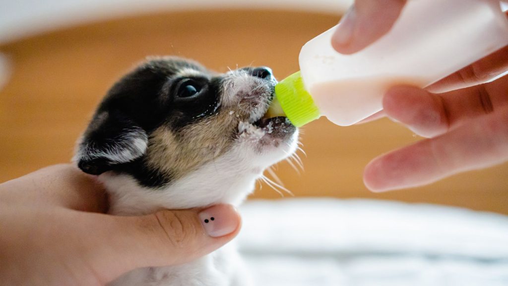 How to Boost Your Nursing Dog's Milk Supply