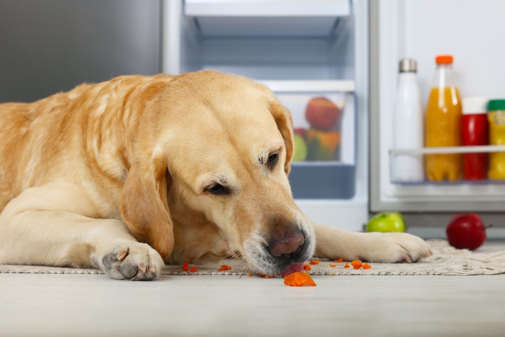 How to Boost Your Nursing Dog's Milk Supply