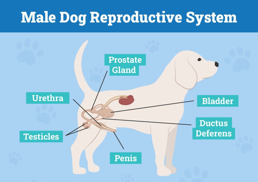 Anatomical diagram showing normal penis retraction